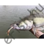 Kép 4/7 - Quantum Pelagic Shad  60g 21cm The Monk Set 1db