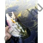 Kép 6/7 - Quantum Pelagic Shad  60g 21cm The Monk Set 1db