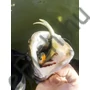Kép 7/7 - Quantum Pelagic Shad  60g 21cm The Monk Set 1db